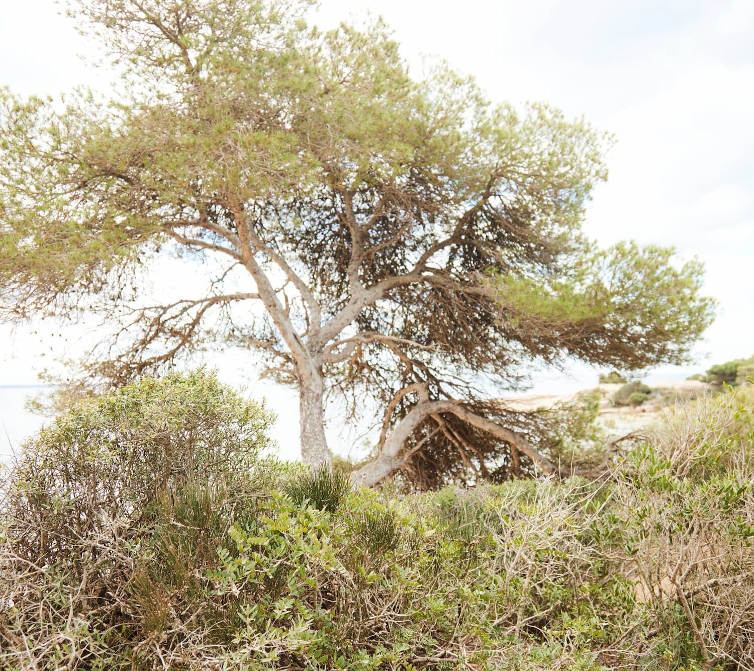 Naturaleza