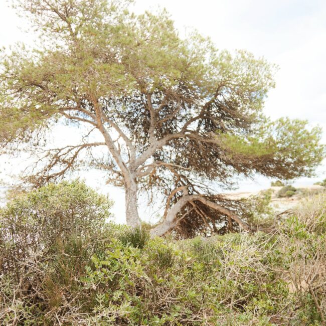 Naturaleza