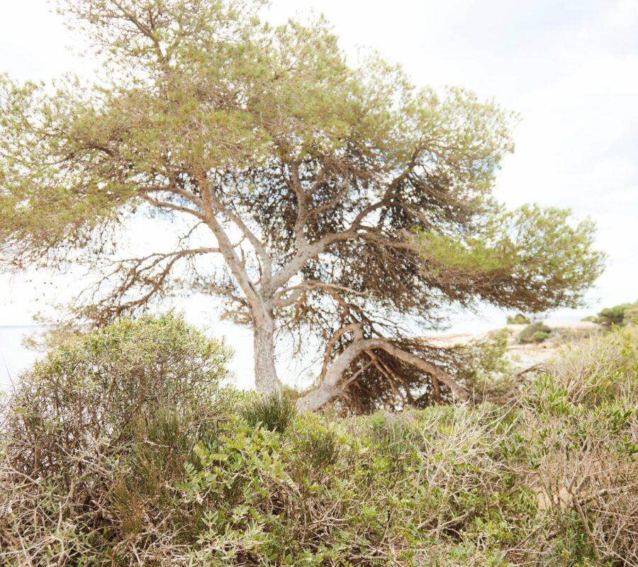 Naturaleza