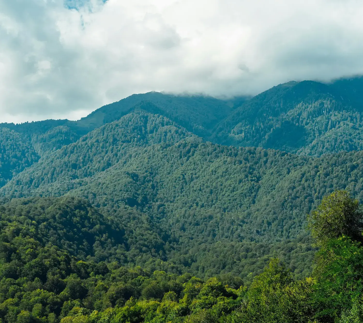 Naturaleza
